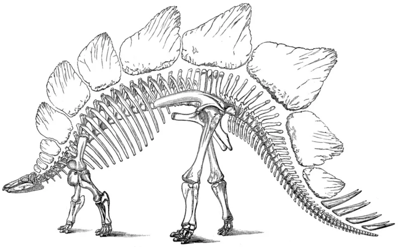 O.C. Marsh's conception of an eight-spiked Stegosaurus