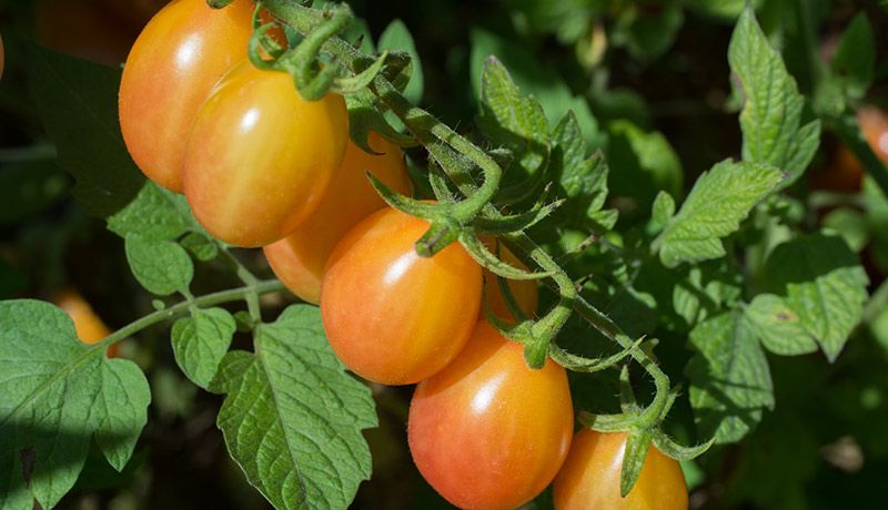 Yellowish-red tomatoes on a vine
