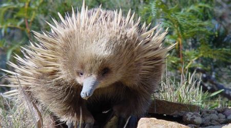 A young echidna in Coles Bay, Australia