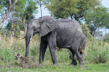 An elephant in the southeast Okavango Delta, Botswana in 2019
