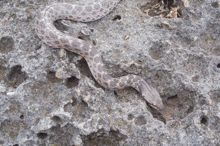 The Clarion nightsnake, brought into the scientific light at last. 