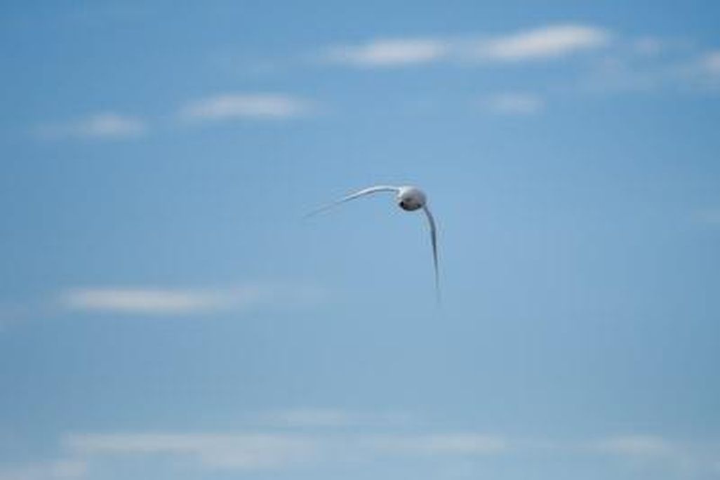 snow-petrel.jpg