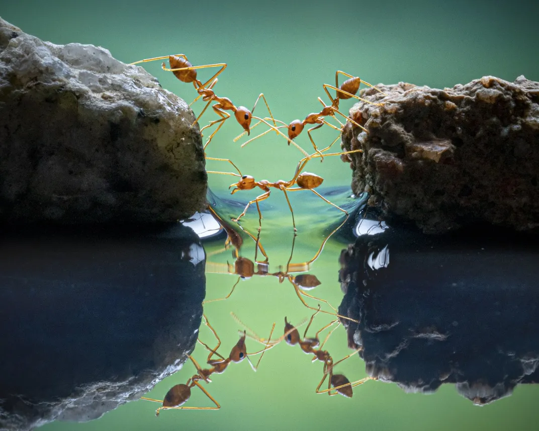 An image of red ants forming a bridge to cross water
