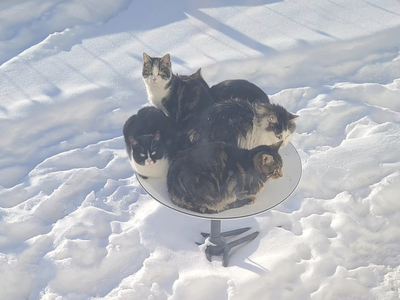 Five cats pile onto a Starlink satellite dish in a snowy yard.