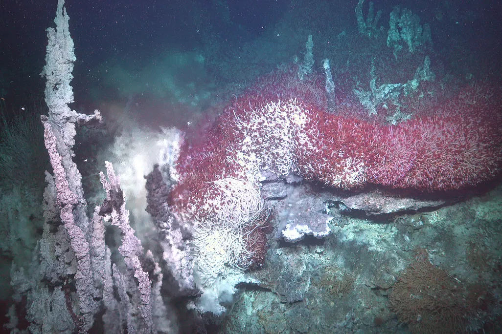 An image of an underwater ecosystem in the Gulf of California. Tube worms are seen gathered together on a rocky ledge. Next to the worms are long thin chimney like structures formed by mineral deposits.