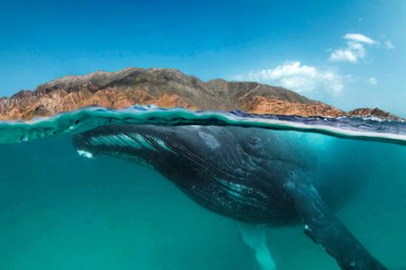 A humpback whale in waters off southern Oman. 
