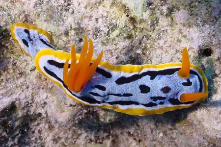 Nudibranchs (seaslugs) are favorite with amateur divers. The advent of SCUBA diving and digital photography has revolutionized how we document and describe these soft-bodied, shell-less gastropods.