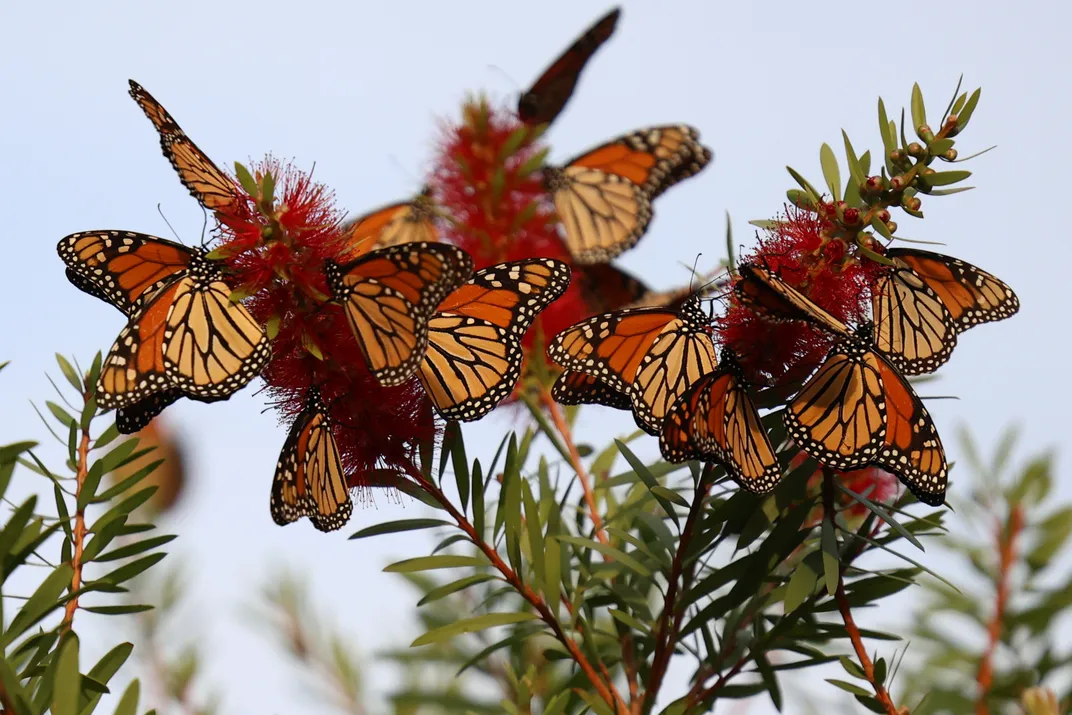 half a dozen monarch butterflie
