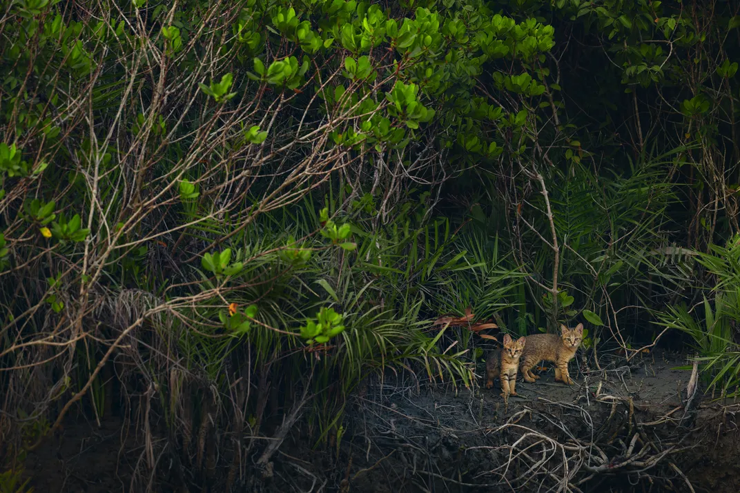 amid green mangrove trees, two small kittens look into the camera