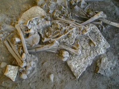 One of the complete skeletons analyzed in the new study