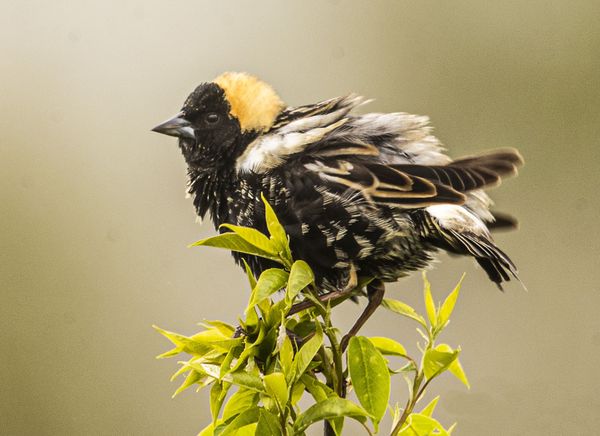 A Bobolink perched thumbnail