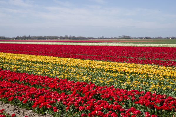 Tulpen in het noorden van Holland thumbnail