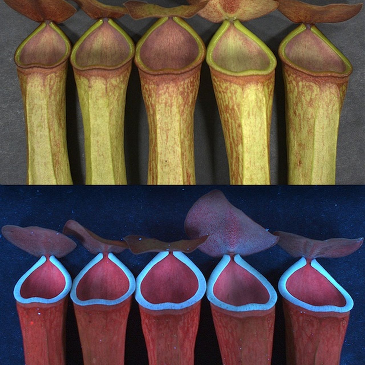 cow plant Cow Planter  Shopzoki