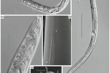 Researchers claim that they "defrosted" two ancient nematodes, which began moving and eating. If the claims hold up, it will be a scientific discovery for the ages
