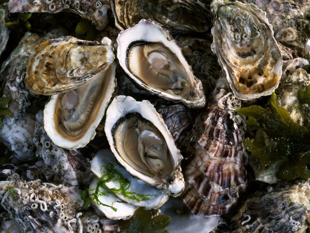 oysters