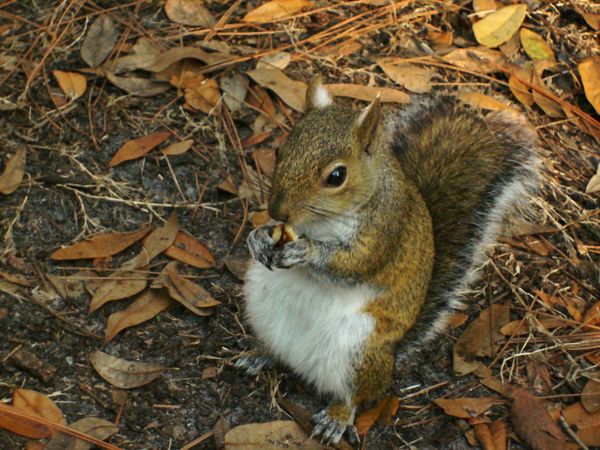 Gettin a Nut thumbnail