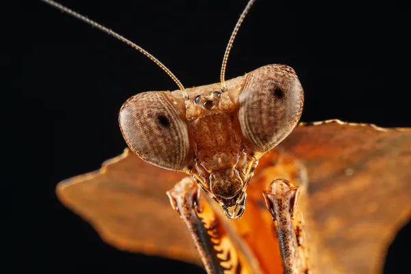 Giant Dead Leaf Mantis thumbnail