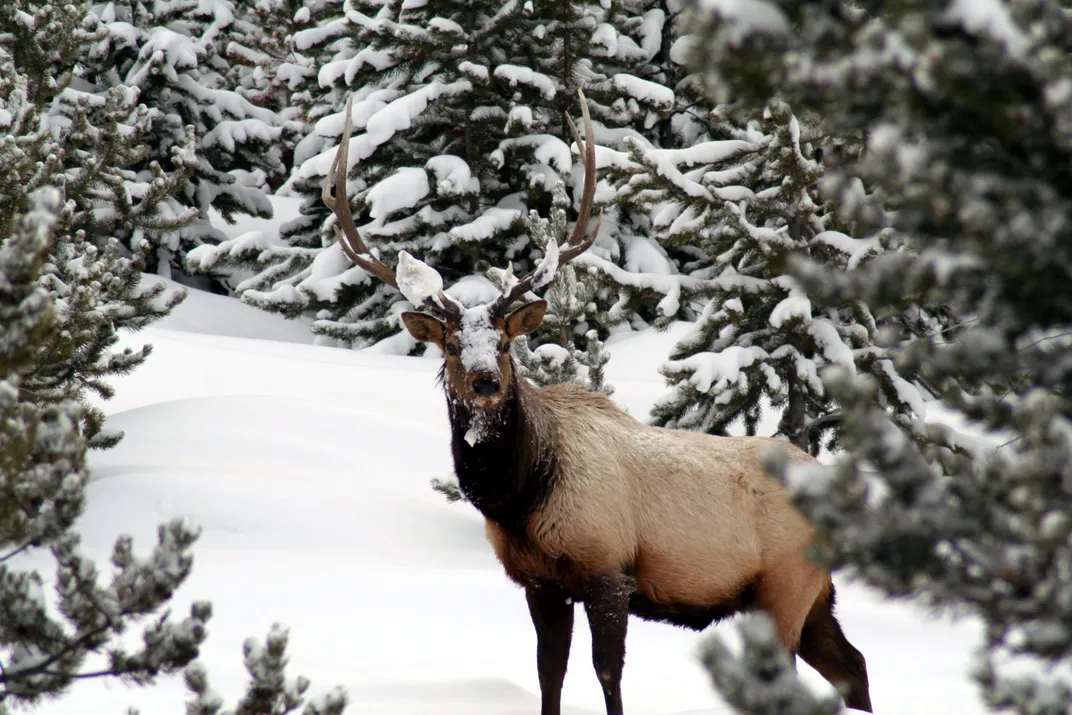 Bull elk in Yellowstone