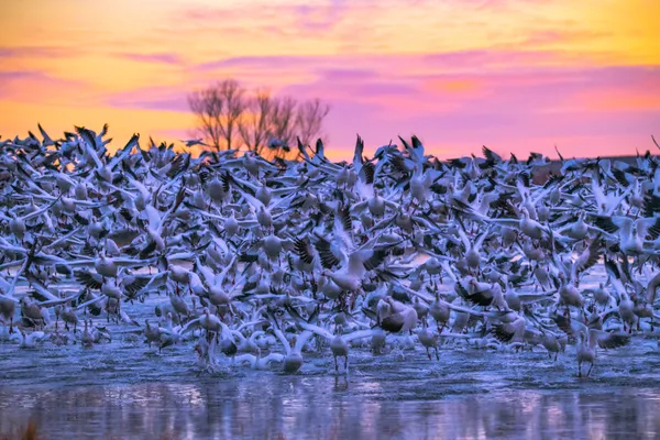 First flight at first light thumbnail