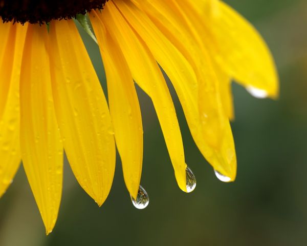 Drippy Sunflower. thumbnail