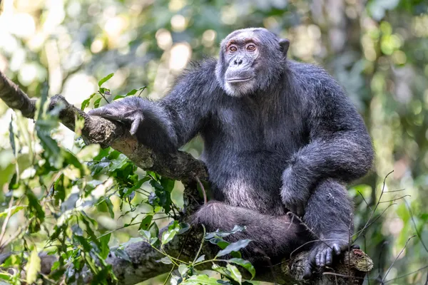 Forest Gaze thumbnail