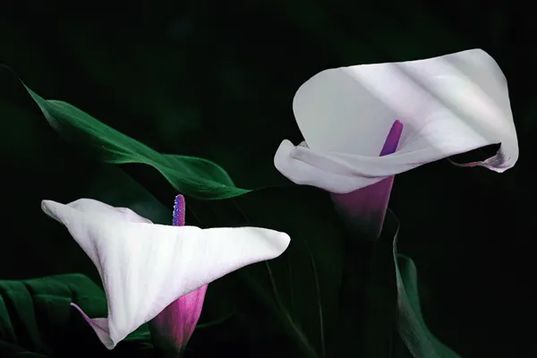 true form of beauty thumbnail