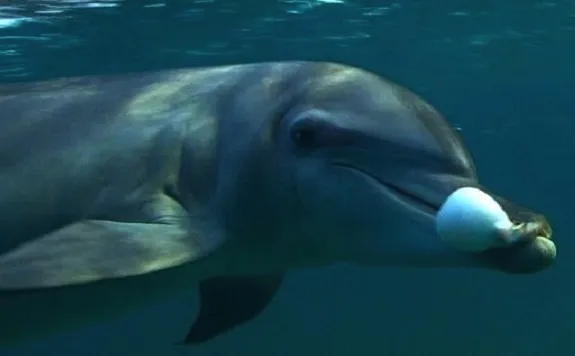 Dolphins Seem to Use Toxic Pufferfish to Get High | Smithsonian