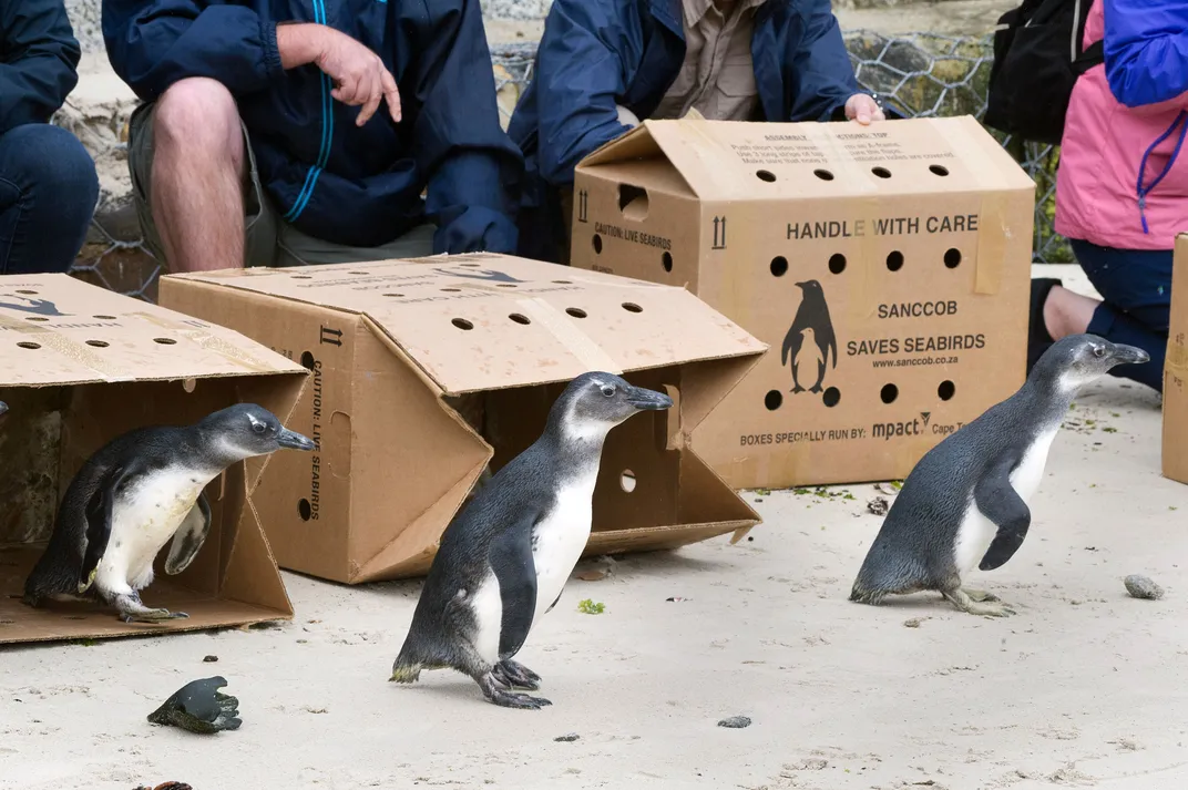 SANCCOB releasing penguins