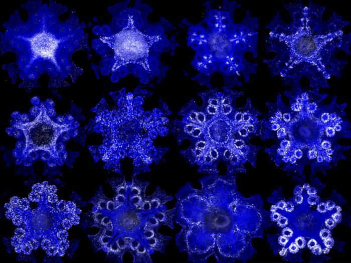 starfish gene expression