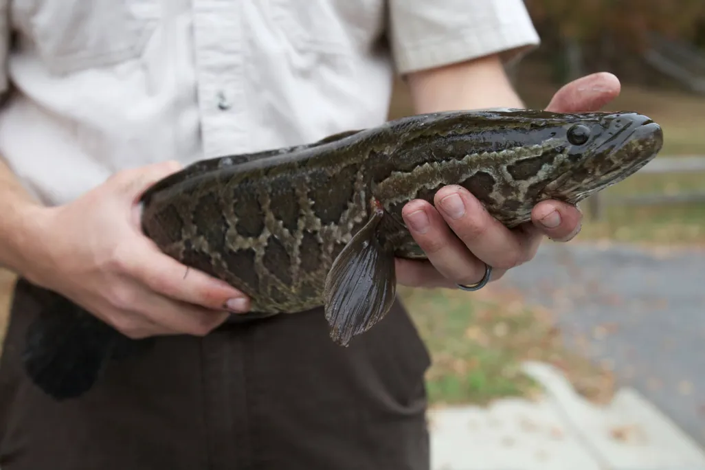 Large fish in a man's hands