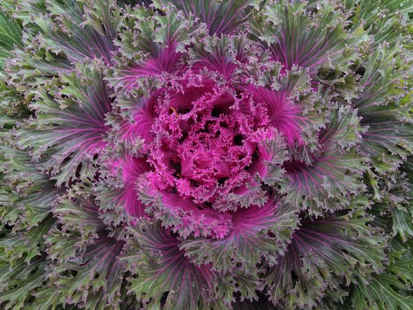 Ornamental Cabbage thumbnail