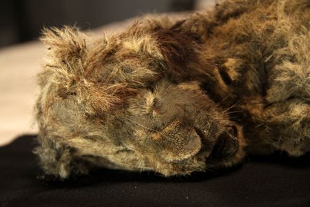 The specimen (pictured) was so well-preserved in permafrost that it's whiskers are still intact.

