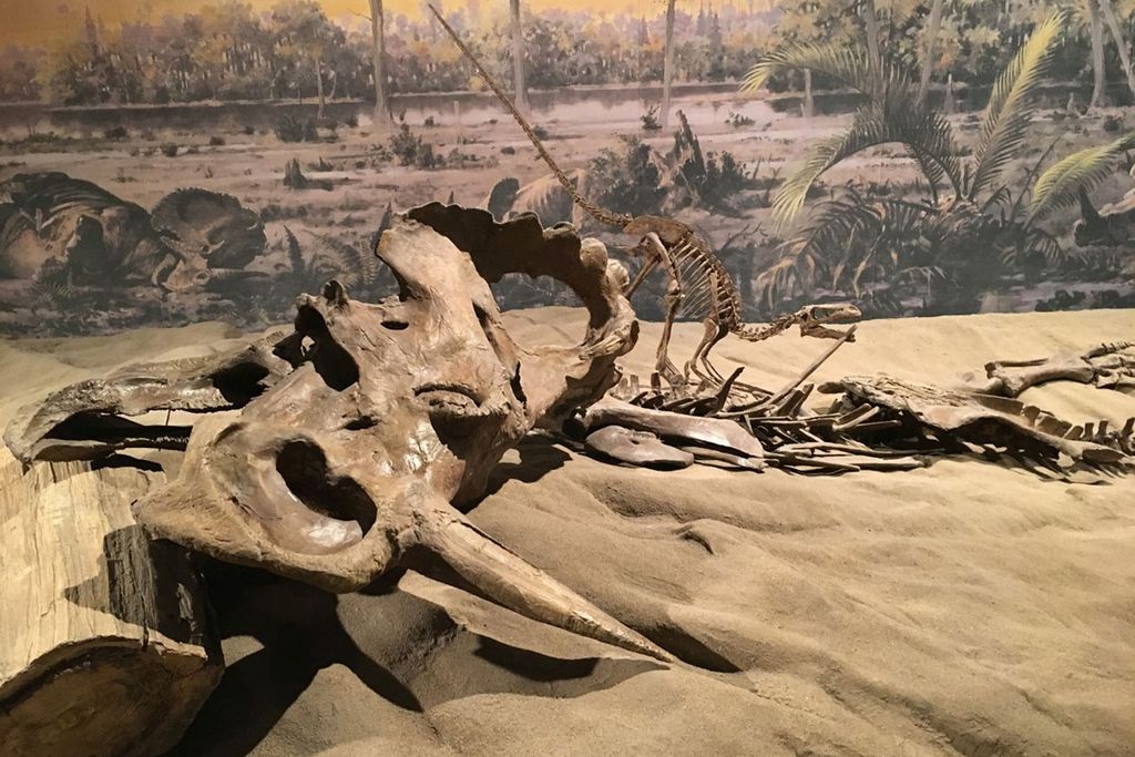 Centrosaur skeleton