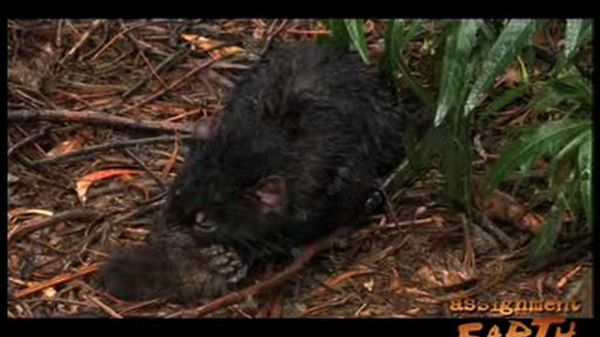 Preview thumbnail for The Devastating Decline of the Tasmanian Devil