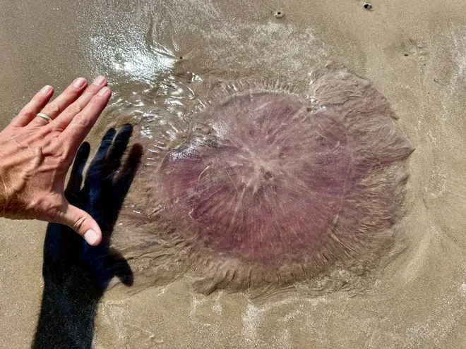Man's hand next to large pink blob on sand