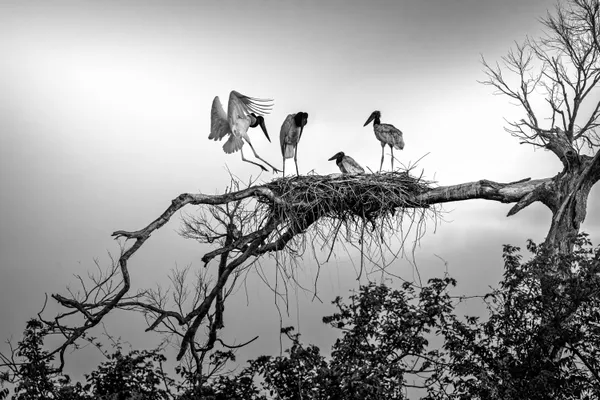 The Landing thumbnail