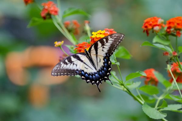 Eastern Tiger Swallowtail on Lantana thumbnail