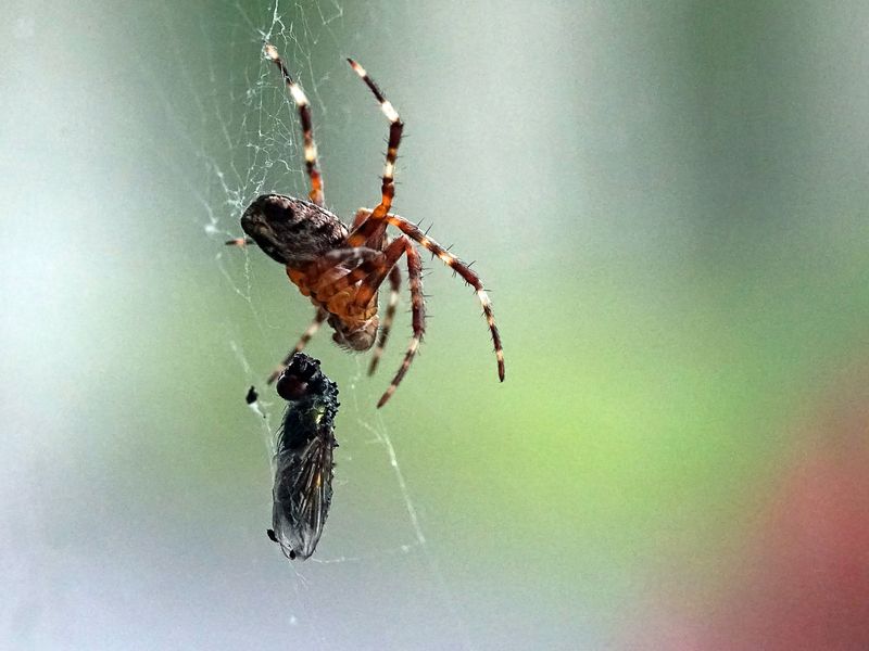 spider with prey Smithsonian Photo Contest Smithsonian Magazine
