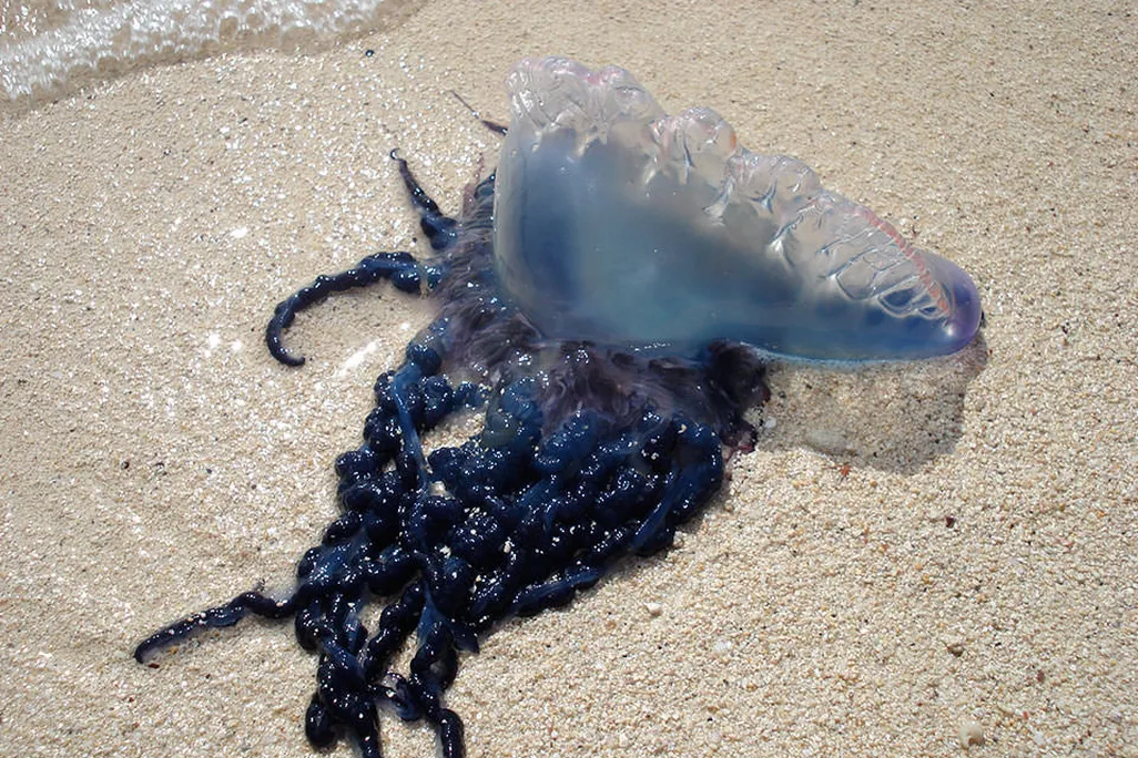 Man o' War