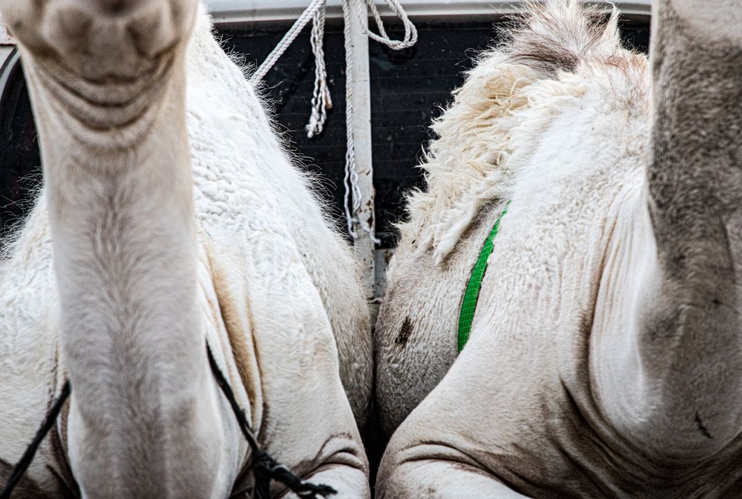 Camels for Sale | Smithsonian Photo Contest | Smithsonian Magazine