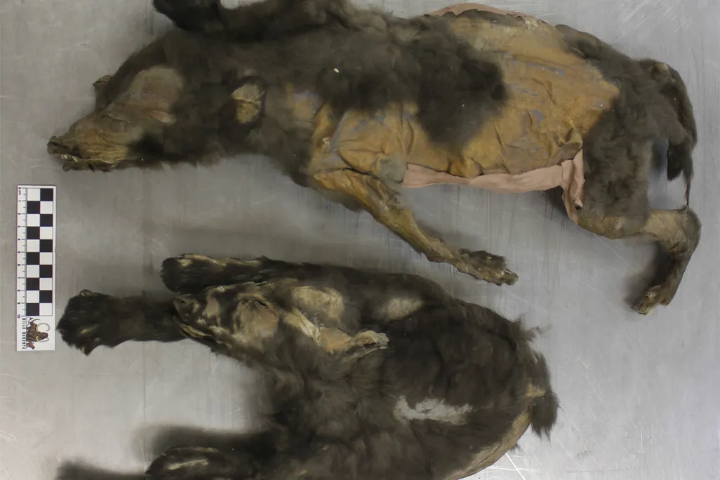 Two preserved wolf pups on a table