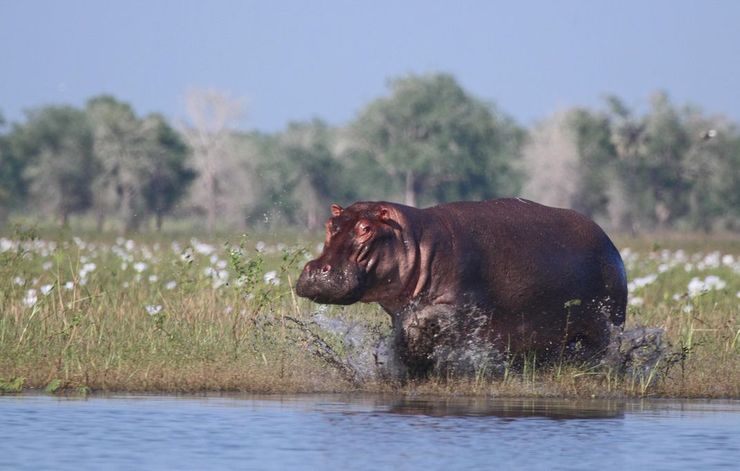 Hippo