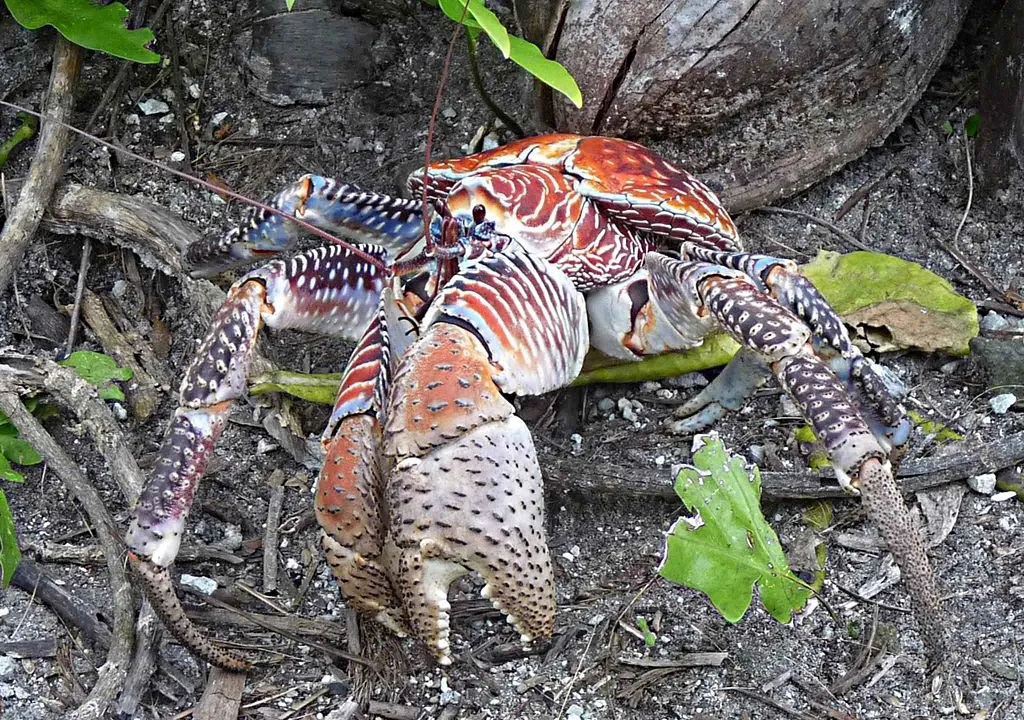 Coconut Crabs Eat Everything from Kittens to, Maybe, Amelia Earhart | Smart  News| Smithsonian Magazine