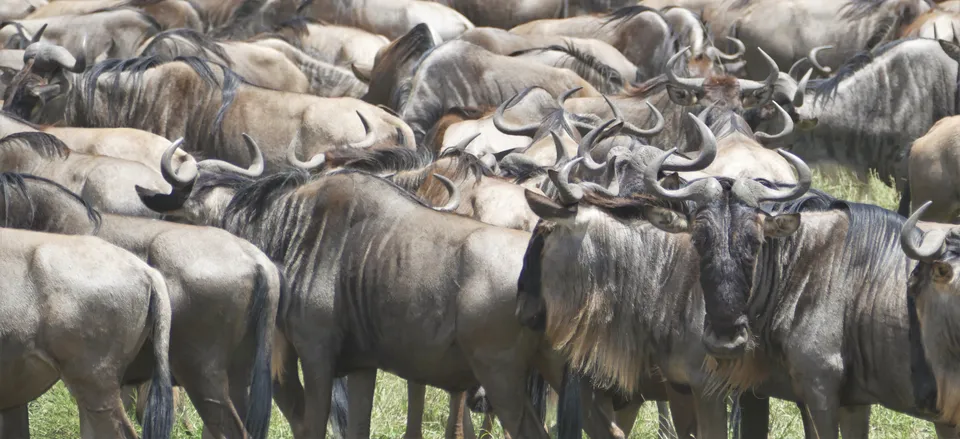  Great herd of wildebeest. 