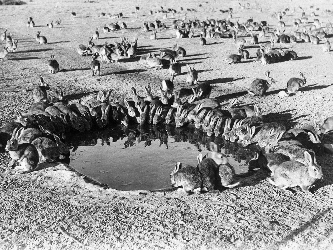 Rabbits in Australia