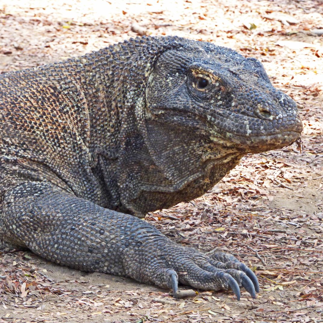 Komodo Dragon - male | Smithsonian Photo Contest | Smithsonian Magazine