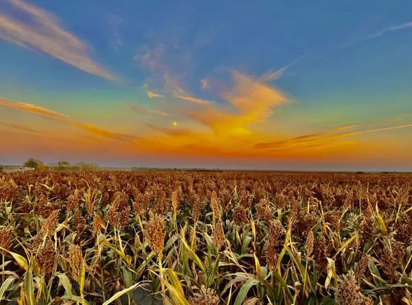 Sunsets & Harvest thumbnail