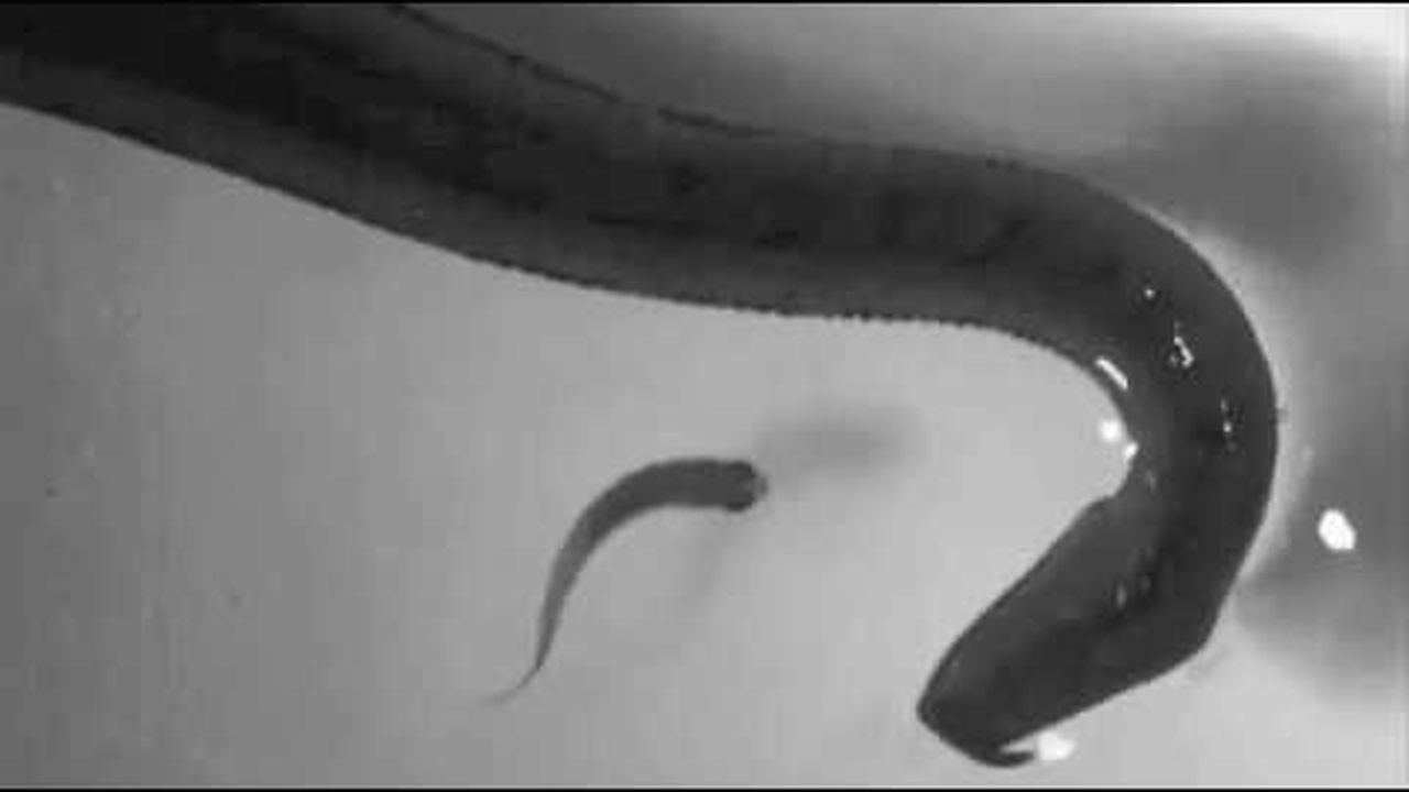 Preview thumbnail for When Tentacled Snakes Attack