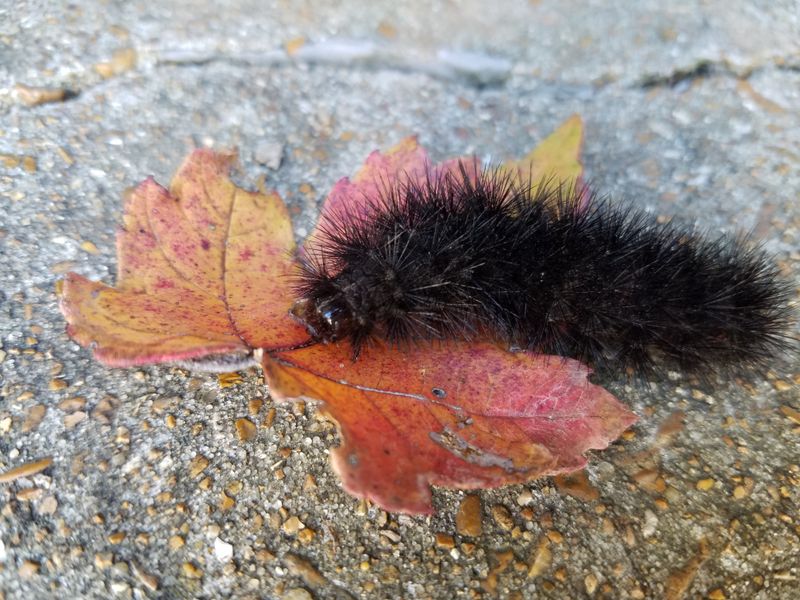 Wooly worm on maple leaf Smithsonian Photo Contest Smithsonian Magazine