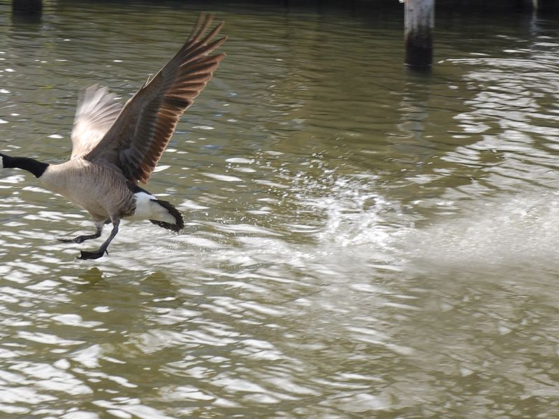 bird landing in the water Smithsonian Photo Contest Smithsonian